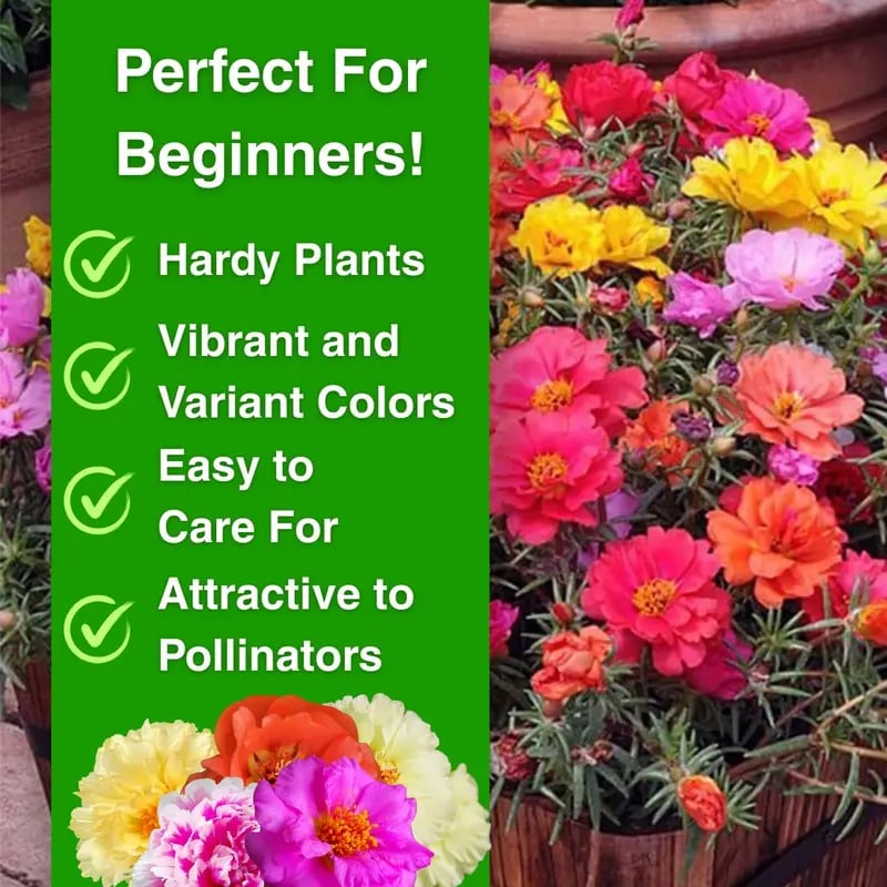 🌹Moss Rose Seeds(10,000+ Seeds) – 🌿Perennial Flower Seeds / Large Flowers / Easy to Grow