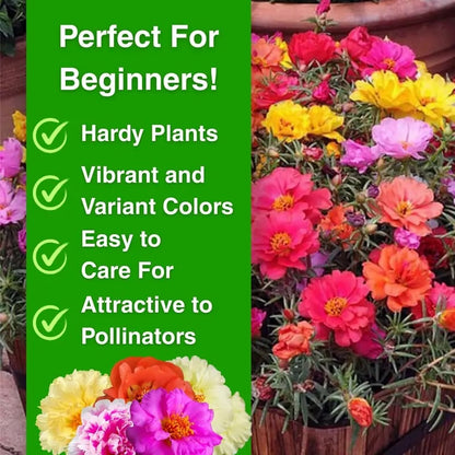 🌹Moss Rose Seeds(10,000+ Seeds) – 🌿Perennial Flower Seeds / Large Flowers / Easy to Grow