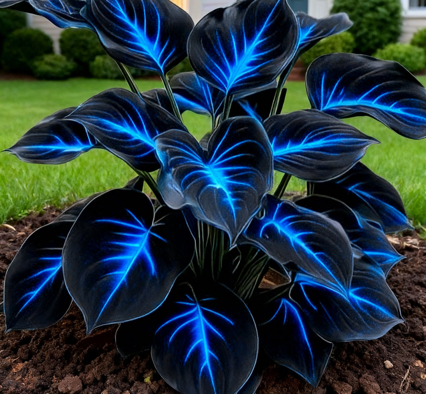 🔥 Rare Dark Blue Flame Hostas 🌌 Light Up Your Night Garden