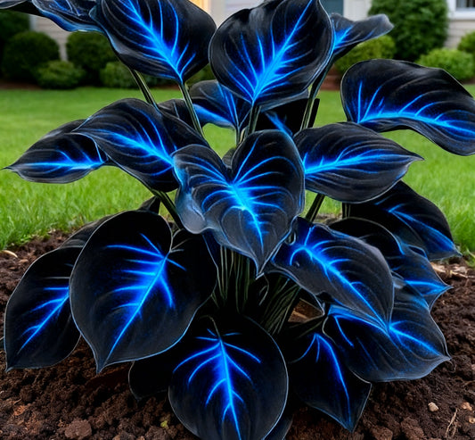 🔥 Rare Dark Blue Flame Hostas 🌌 Light Up Your Night Garden
