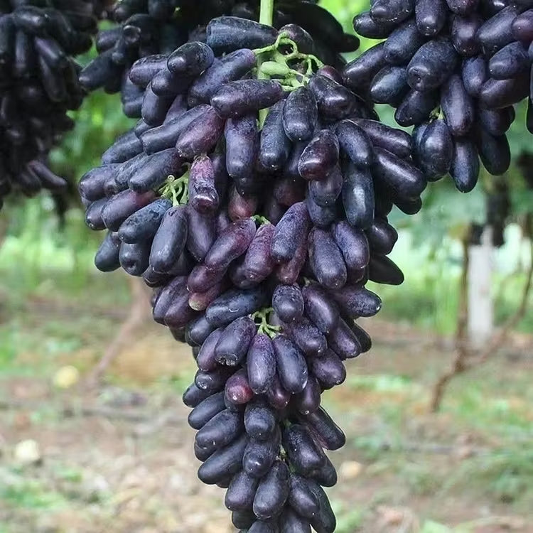 🔥💜 Sweet Sapphire Grape (Rare Finger Grapes) 🍇