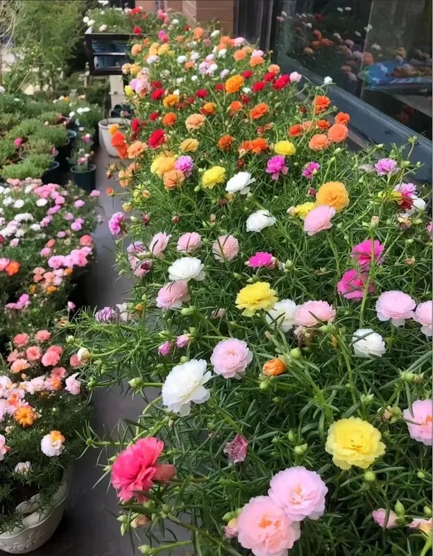 🌹Moss Rose Seeds(10,000+ Seeds) – 🌿Perennial Flower Seeds / Large Flowers / Easy to Grow