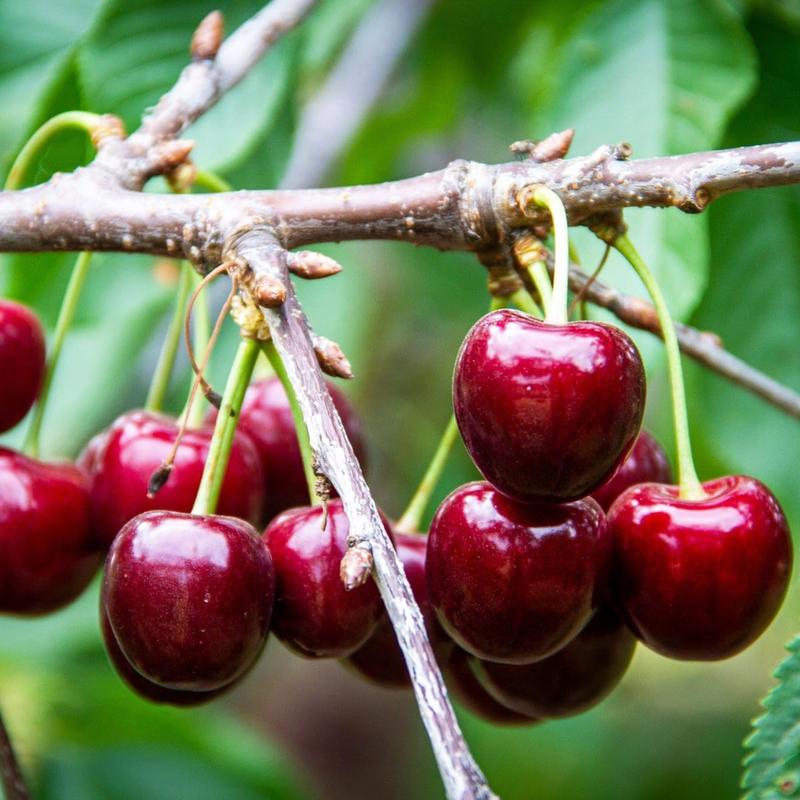 ✨✨ ✨✨ Sweet Cherry Seeds , High Germination Rate, Large-Fruited Variety, Perfect for Gardens & Containers