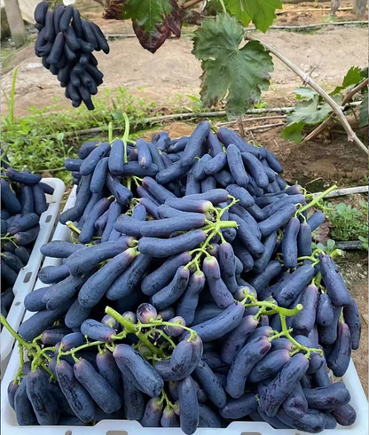 🔥💜 Sweet Sapphire Grape (Rare Finger Grapes) 🍇